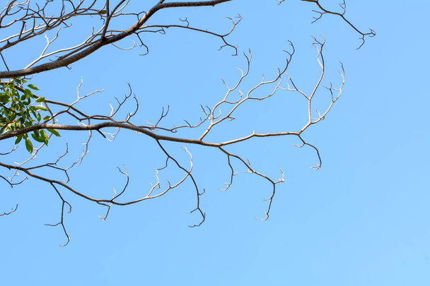 Ağaç dalı - Fotoğraf, Görsel