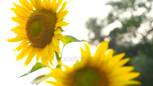 Kwiaty słonecznika, kołysząc się w wiatr - Materiał filmowy, wideo