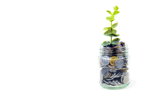 coins in jar with plant , savings concept - Фото, зображення