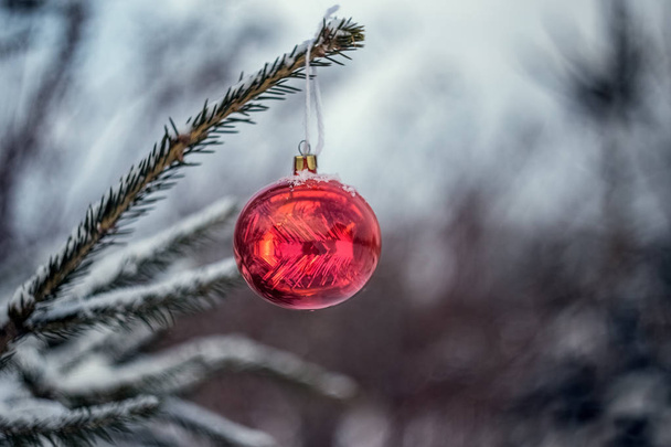 Red Christmas tree ball on spruce - Photo, Image