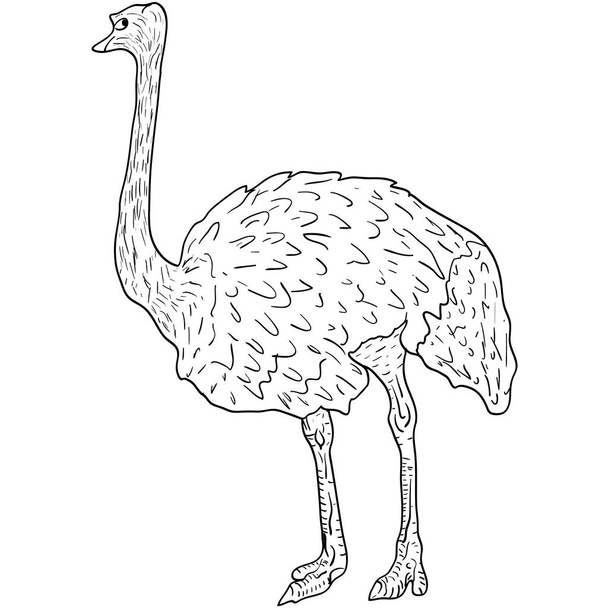 Sketch big ostrich standing on a white background. Vector illustration - Vektor, kép