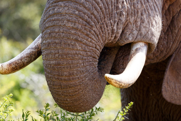 Ствол слона и бивень крупным планом
 - Фото, изображение