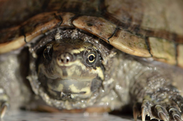 Обыкновенная мускусная черепаха
 - Фото, изображение
