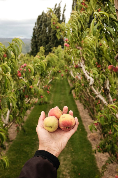 Poimin nektariineja Uuden-Seelannin hedelmätarhasta. Kaunis mehukas hedelmä on poimittava tänä kesänä
. - Valokuva, kuva