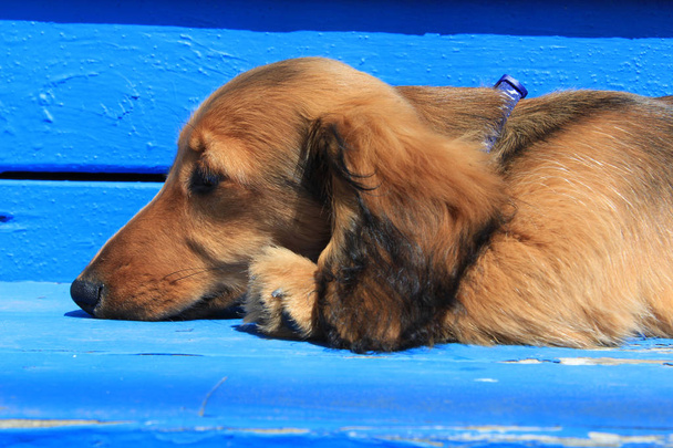 Είδος γερμανικού κυνηγετικού σκύλου κουτάβι έξω - Φωτογραφία, εικόνα