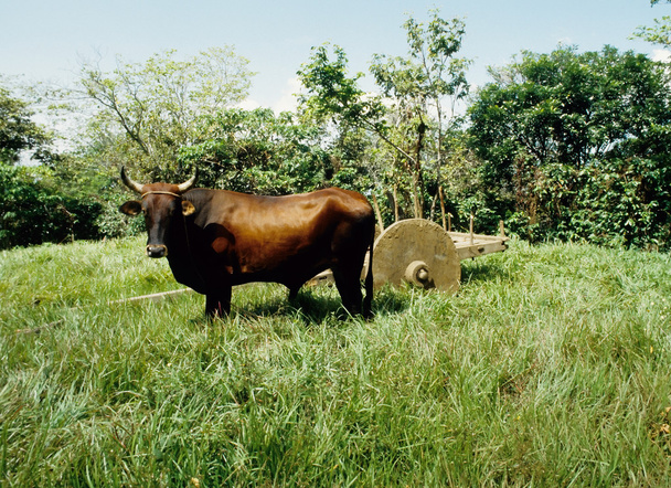 Ox vozík - Fotografie, Obrázek