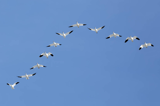 Oies des neiges migratrices volant en formation V
 - Photo, image
