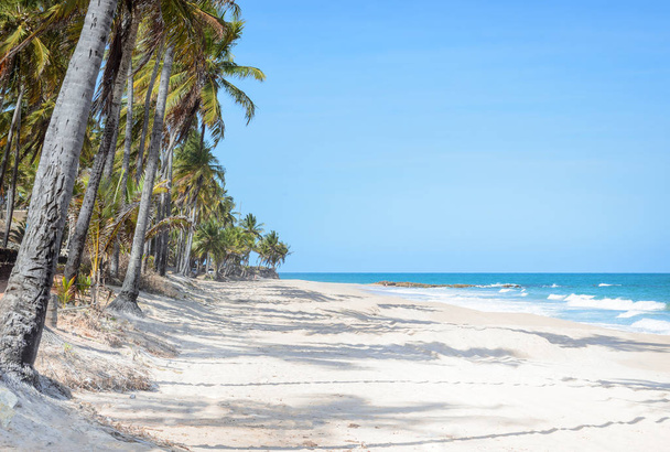 Playa rodeada de cocoteros con las olas en un hermoso día soleado con cielo azul
.  - Foto, imagen