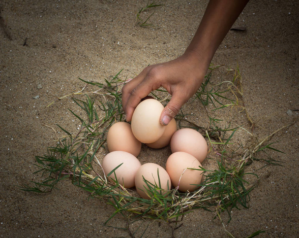 Διάλεξε τα αυγά από τη φωλιά των κοτόπουλων. - Φωτογραφία, εικόνα