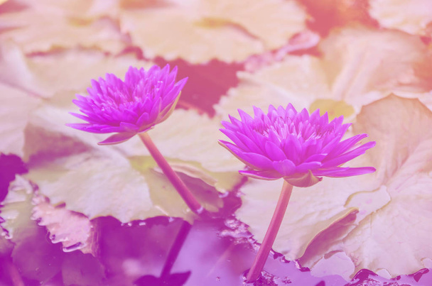 Renk filtresi ile güzel lotus - Fotoğraf, Görsel