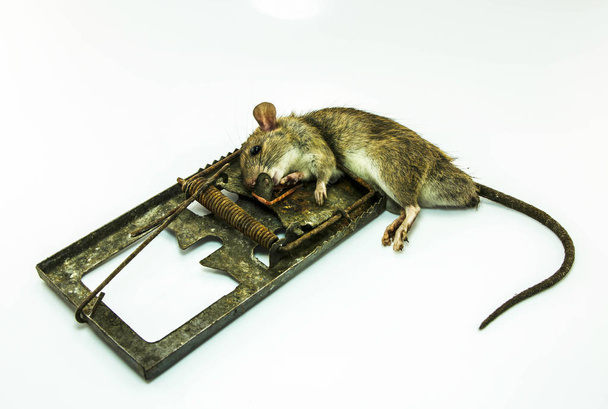 Rato morto em uma armadilha suja no fundo branco
 - Foto, Imagem