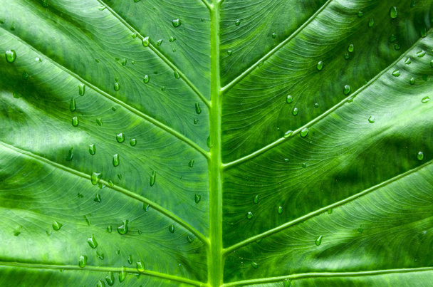 closeup natural green leaf with water drops - Foto, Imagen