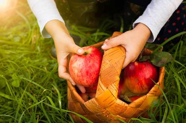 Seasonal Harvesting Apple - Φωτογραφία, εικόνα