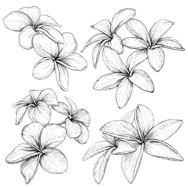 Plumeria.Tropical Necklace Flowers. - Vektor, kép