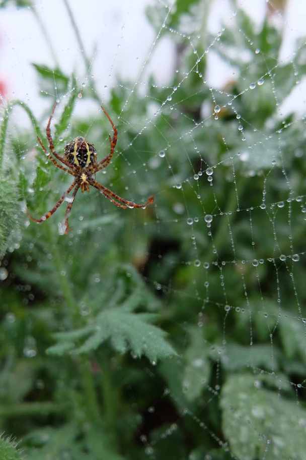 Pequeña araña marrón Sube las telarañas en el jardín
 - Foto, imagen