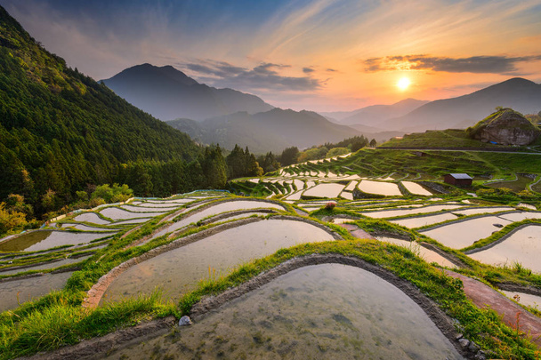 Terrasses de riz au Japon
 - Photo, image