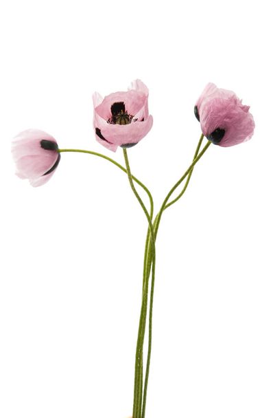 Sommermohn-Blüten  - Foto, Bild