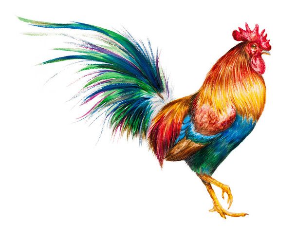 Watercolor illustration of a rooster - Photo, Image