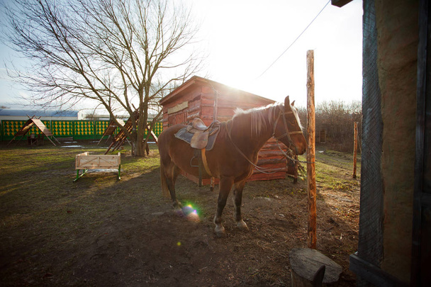 Krásný kůň u kovářské dílně - Fotografie, Obrázek