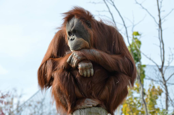 Egy figyelmes orangután - Fotó, kép