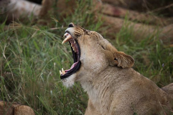 Lionne bâillant sur le Serengeti
 - Photo, image