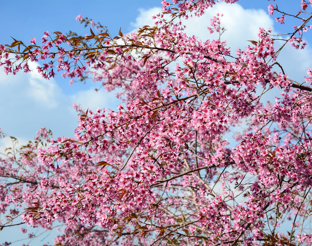 Roze kersenbloesem in de lente in zonnige dag. - Foto, afbeelding