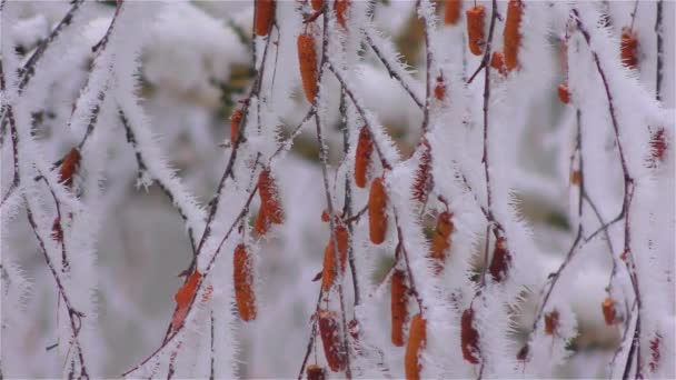 Sis buzlu çiçek benzeyen ağaç dalları üzerinde dondurulmuş - Video, Çekim