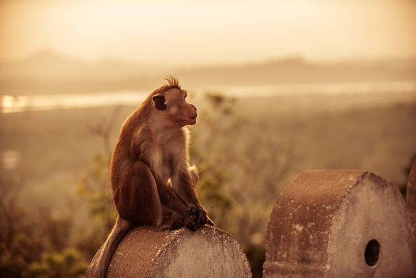 Macacos ou macaco do Templo no templo da caverna de Dambulla, Sri Lanka
 - Foto, Imagem