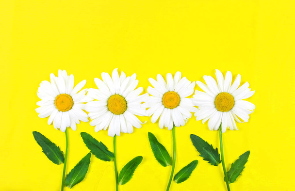 Chamomile flowers placed in row with stalk and leaves isolated on yellow background with copy space. - Photo, image