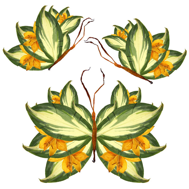 floral butterfly made of lily petals leaves and flowers - Photo, Image