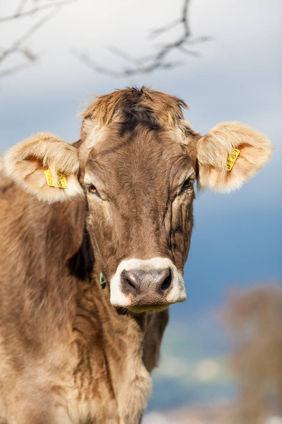Portrait cow.  Cow Farm. Close Up Of Cows Head Grazing At Field - Фото, изображение