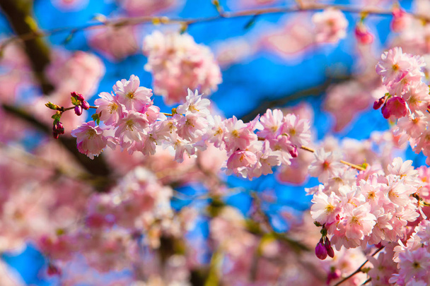 Beautiful cherry landscape.  spring sakura pink flower - Fotó, kép