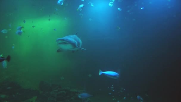Haai en vis verplaatsen in grote aquarium.  - Video