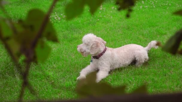 Valkoinen koira makaa vihreällä ruoholla. Kamera vakoilee valkoista villakoiraa nurmikolla
 - Materiaali, video