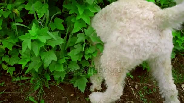 Um cão branco a cheirar. Caniche branco no jardim. Busca de cão inteligente em arbusto de jardim
 - Filmagem, Vídeo