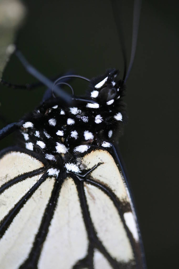Primer plano de la mariposa monarca invernando en un bosque de coníferas mexicanas
 - Foto, Imagen