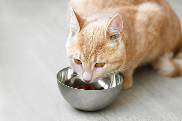 Cute cat eating from bowl - Valokuva, kuva