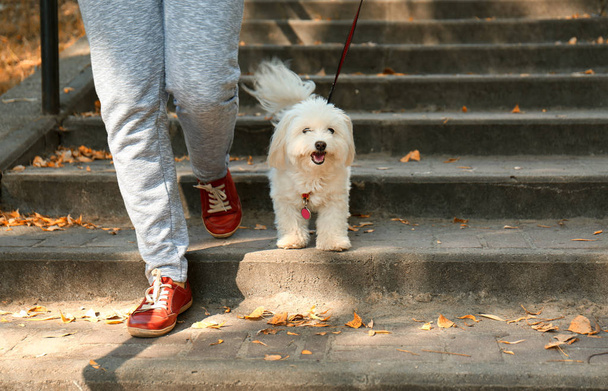 Woman walking with dog  - Фото, изображение