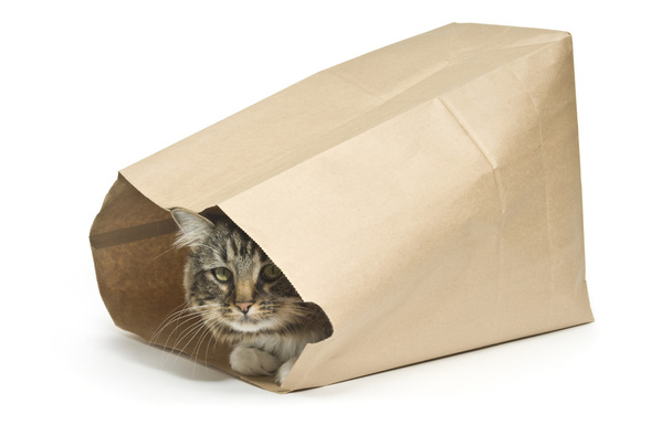 Kedi çanta - Fotoğraf, Görsel