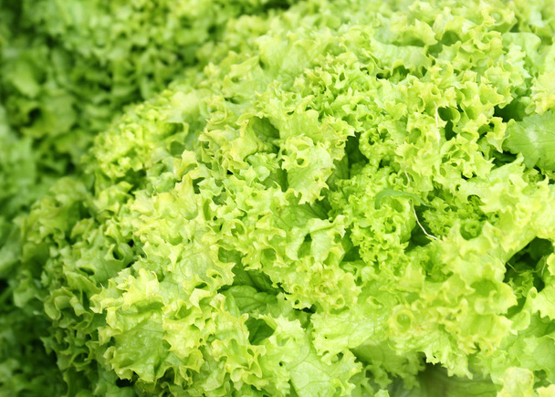 Bundle of fresh lettuce - Foto, immagini