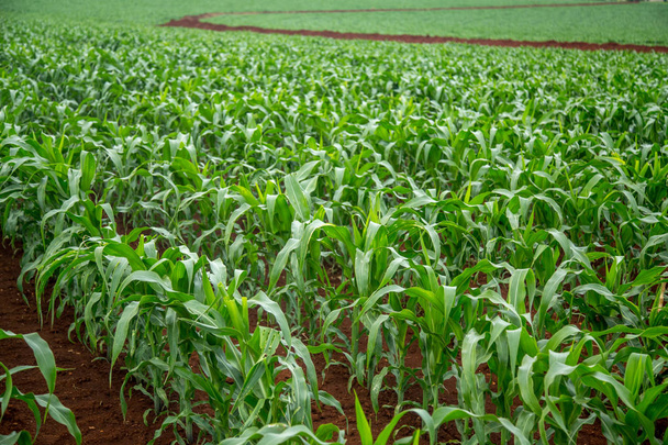 planta de maíz plantao milho
 - Foto, Imagen