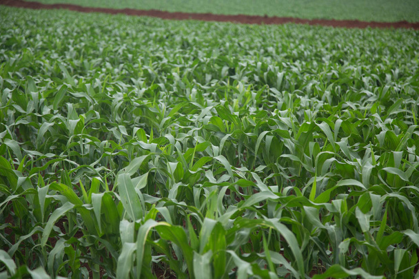 kukorica növény plantao milho - Fotó, kép