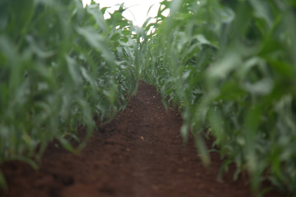кукурузные плантации
 - Фото, изображение
