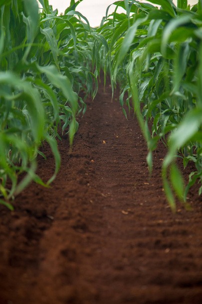 кукурузные плантации
 - Фото, изображение