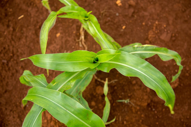 кукурудзяна рослина travelo milho
 - Фото, зображення