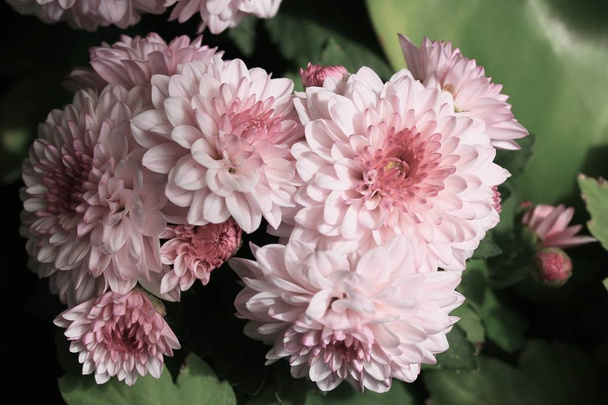 roze chrysant in de natuur - Foto, afbeelding