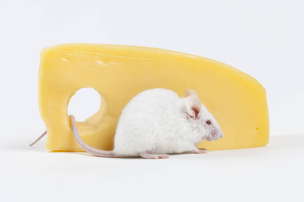 White Mouse and Cheese - Fotografie, Obrázek