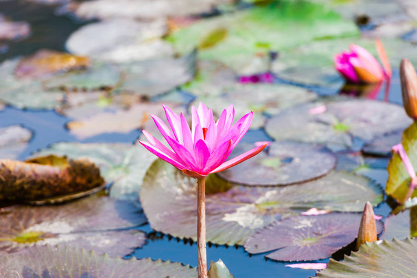 Lotus kukka kukka
 - Valokuva, kuva