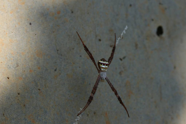 павутина на природі
 - Фото, зображення