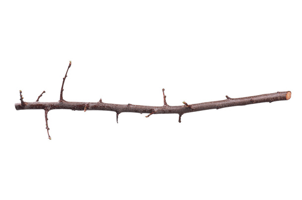větev stromu - Fotografie, Obrázek